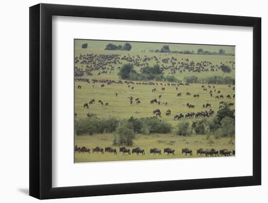 Wildebeest-DLILLC-Framed Photographic Print