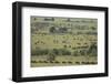 Wildebeest-DLILLC-Framed Photographic Print