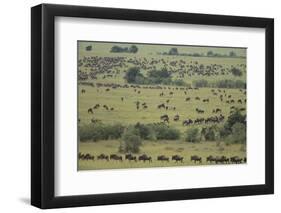 Wildebeest-DLILLC-Framed Photographic Print