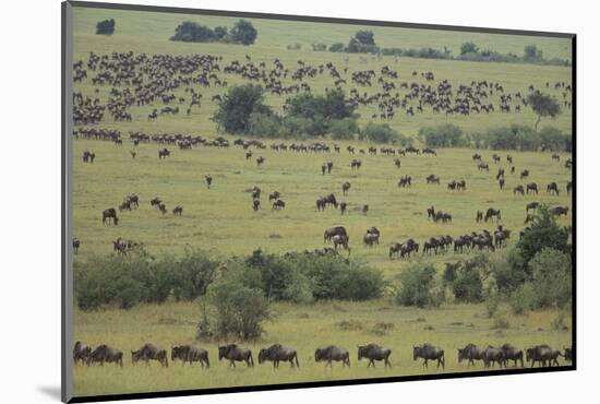 Wildebeest-DLILLC-Mounted Photographic Print