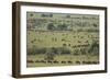 Wildebeest-DLILLC-Framed Photographic Print