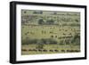 Wildebeest-DLILLC-Framed Photographic Print