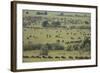 Wildebeest-DLILLC-Framed Photographic Print