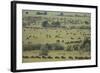 Wildebeest-DLILLC-Framed Photographic Print