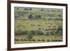 Wildebeest-DLILLC-Framed Photographic Print