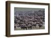 Wildebeest-DLILLC-Framed Photographic Print