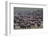 Wildebeest-DLILLC-Framed Photographic Print