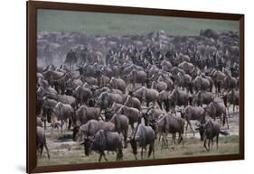 Wildebeest-DLILLC-Framed Photographic Print