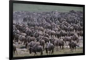 Wildebeest-DLILLC-Framed Photographic Print