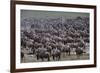 Wildebeest-DLILLC-Framed Photographic Print