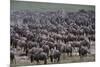 Wildebeest-DLILLC-Mounted Photographic Print