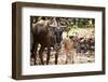 Wildebeest-MaZiKab-Framed Photographic Print