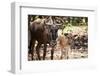 Wildebeest-MaZiKab-Framed Photographic Print