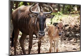 Wildebeest-MaZiKab-Mounted Photographic Print