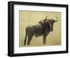 Wildebeest-James W. Johnson-Framed Premium Giclee Print