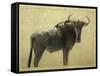 Wildebeest-James W. Johnson-Framed Stretched Canvas