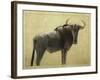 Wildebeest-James W. Johnson-Framed Giclee Print