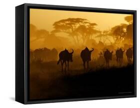 Wildebeests and Zebras at Sunset, Amboseli Wildlife Reserve, Kenya-Vadim Ghirda-Framed Stretched Canvas