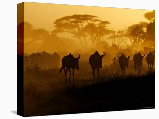 Wildebeests and Zebras at Sunset, Amboseli Wildlife Reserve, Kenya-Vadim Ghirda-Stretched Canvas