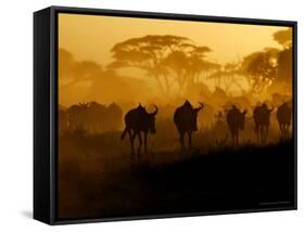 Wildebeests and Zebras at Sunset, Amboseli Wildlife Reserve, Kenya-Vadim Ghirda-Framed Stretched Canvas