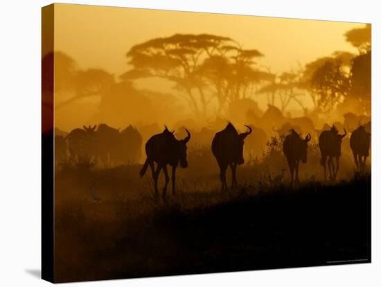 Wildebeests and Zebras at Sunset, Amboseli Wildlife Reserve, Kenya-Vadim Ghirda-Stretched Canvas