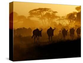 Wildebeests and Zebras at Sunset, Amboseli Wildlife Reserve, Kenya-Vadim Ghirda-Stretched Canvas