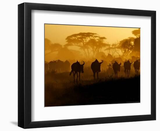 Wildebeests and Zebras at Sunset, Amboseli Wildlife Reserve, Kenya-Vadim Ghirda-Framed Photographic Print