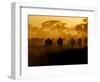 Wildebeests and Zebras at Sunset, Amboseli Wildlife Reserve, Kenya-Vadim Ghirda-Framed Photographic Print