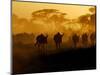 Wildebeests and Zebras at Sunset, Amboseli Wildlife Reserve, Kenya-Vadim Ghirda-Mounted Photographic Print