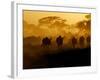 Wildebeests and Zebras at Sunset, Amboseli Wildlife Reserve, Kenya-Vadim Ghirda-Framed Photographic Print