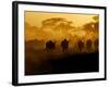 Wildebeests and Zebras at Sunset, Amboseli Wildlife Reserve, Kenya-Vadim Ghirda-Framed Photographic Print