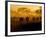 Wildebeests and Zebras at Sunset, Amboseli Wildlife Reserve, Kenya-Vadim Ghirda-Framed Photographic Print