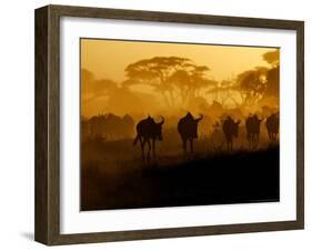 Wildebeests and Zebras at Sunset, Amboseli Wildlife Reserve, Kenya-Vadim Ghirda-Framed Photographic Print