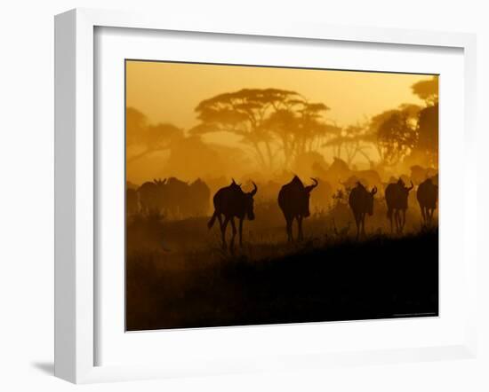 Wildebeests and Zebras at Sunset, Amboseli Wildlife Reserve, Kenya-Vadim Ghirda-Framed Photographic Print