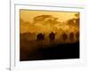 Wildebeests and Zebras at Sunset, Amboseli Wildlife Reserve, Kenya-Vadim Ghirda-Framed Photographic Print