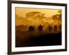 Wildebeests and Zebras at Sunset, Amboseli Wildlife Reserve, Kenya-Vadim Ghirda-Framed Photographic Print