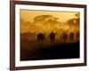 Wildebeests and Zebras at Sunset, Amboseli Wildlife Reserve, Kenya-Vadim Ghirda-Framed Photographic Print