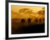 Wildebeests and Zebras at Sunset, Amboseli Wildlife Reserve, Kenya-Vadim Ghirda-Framed Photographic Print