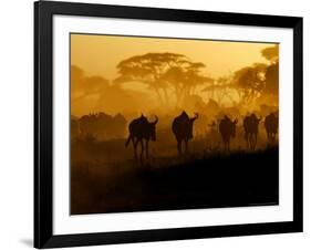 Wildebeests and Zebras at Sunset, Amboseli Wildlife Reserve, Kenya-Vadim Ghirda-Framed Photographic Print