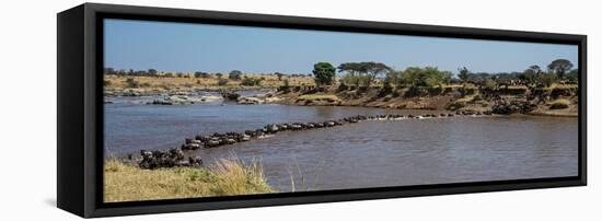 Wildebeests (Connochaetes Taurinus) Crossing a River, Serengeti National Park, Tanzania-null-Framed Stretched Canvas