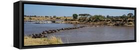 Wildebeests (Connochaetes Taurinus) Crossing a River, Serengeti National Park, Tanzania-null-Framed Stretched Canvas