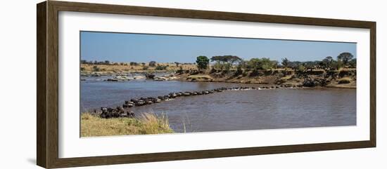 Wildebeests (Connochaetes Taurinus) Crossing a River, Serengeti National Park, Tanzania-null-Framed Photographic Print