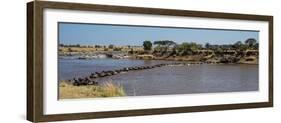 Wildebeests (Connochaetes Taurinus) Crossing a River, Serengeti National Park, Tanzania-null-Framed Photographic Print
