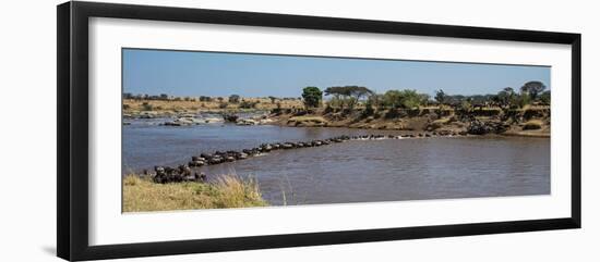 Wildebeests (Connochaetes Taurinus) Crossing a River, Serengeti National Park, Tanzania-null-Framed Photographic Print