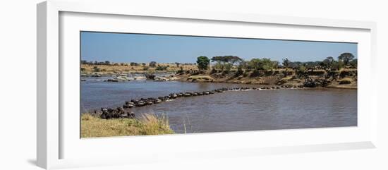 Wildebeests (Connochaetes Taurinus) Crossing a River, Serengeti National Park, Tanzania-null-Framed Photographic Print