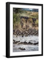 Wildebeests Crossing Mara River, Serengeti National Park, Tanzania-null-Framed Photographic Print