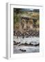 Wildebeests Crossing Mara River, Serengeti National Park, Tanzania-null-Framed Photographic Print