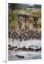 Wildebeests Crossing Mara River, Serengeti National Park, Tanzania-null-Framed Photographic Print