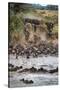 Wildebeests Crossing Mara River, Serengeti National Park, Tanzania-null-Stretched Canvas