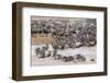 Wildebeests Crossing-AndreAnita-Framed Photographic Print